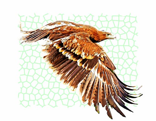 Free stock photo of bird, eagle, flying
