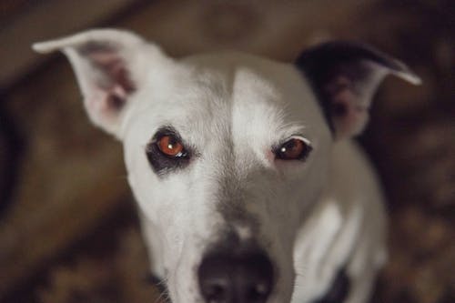 Foto stok gratis anjing, berdarah murni, binatang