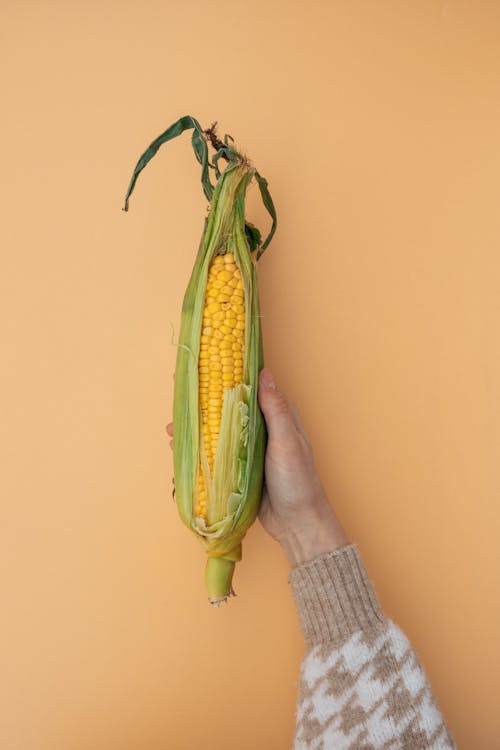 Free Person Holding a Sweet Corn Stock Photo