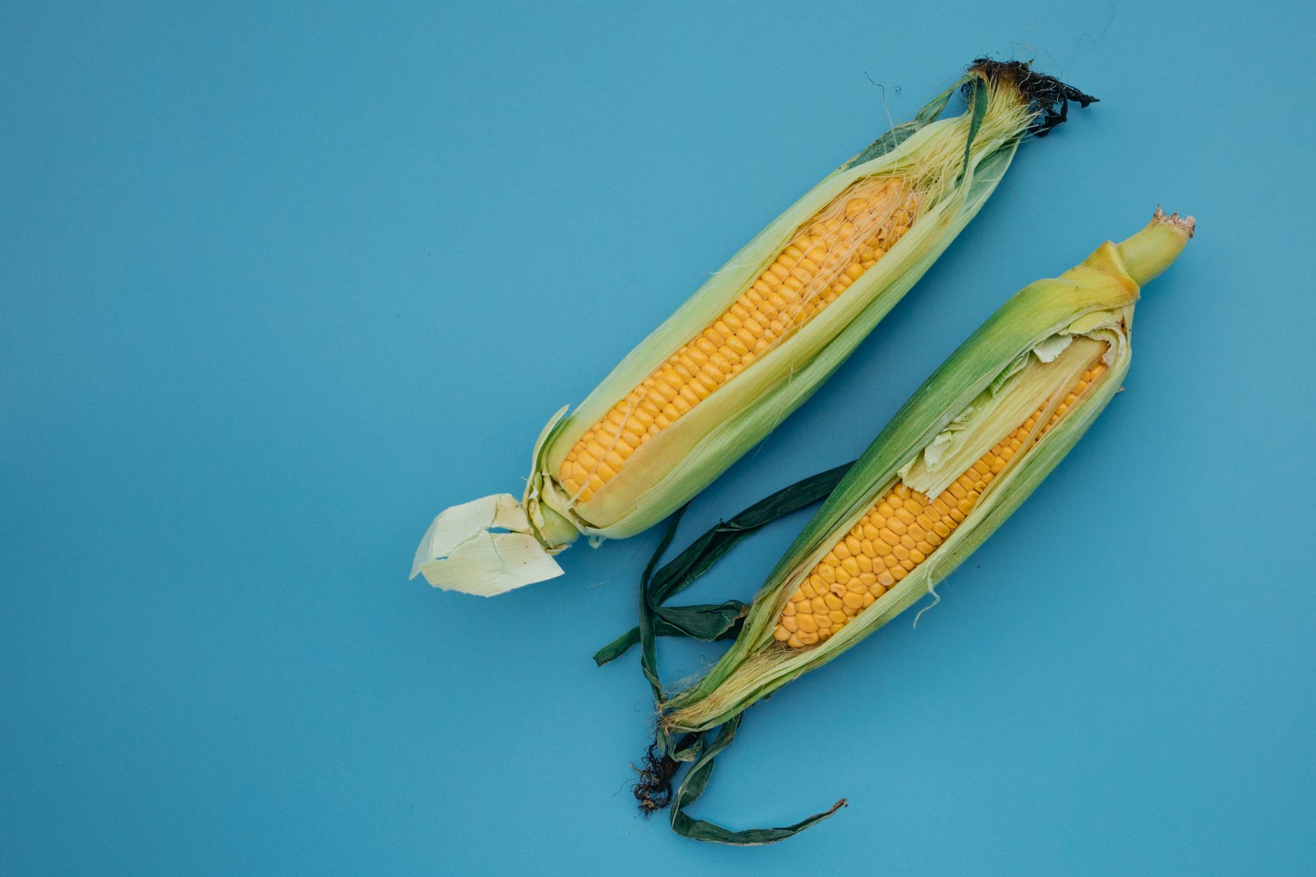 Close-up of corn after microwaving showing clean silk removal