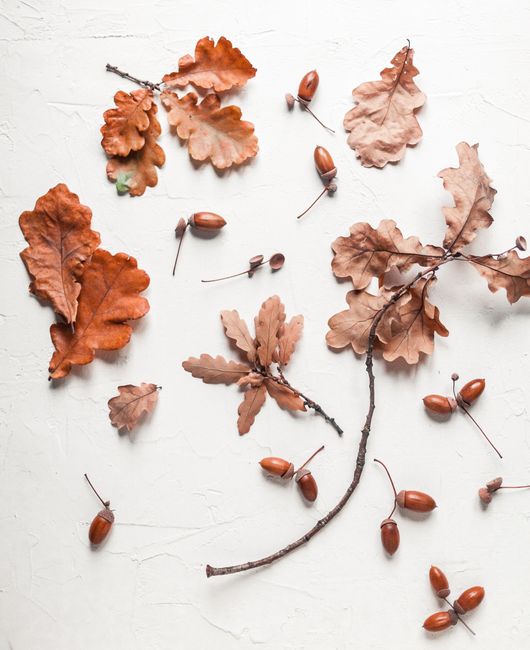 Top view arrangement of dried oak leaves and acorns arranged on white surface