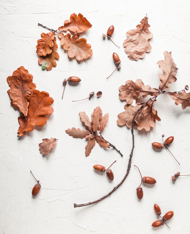 Dry Oak Leaves And Acorns On White Surface