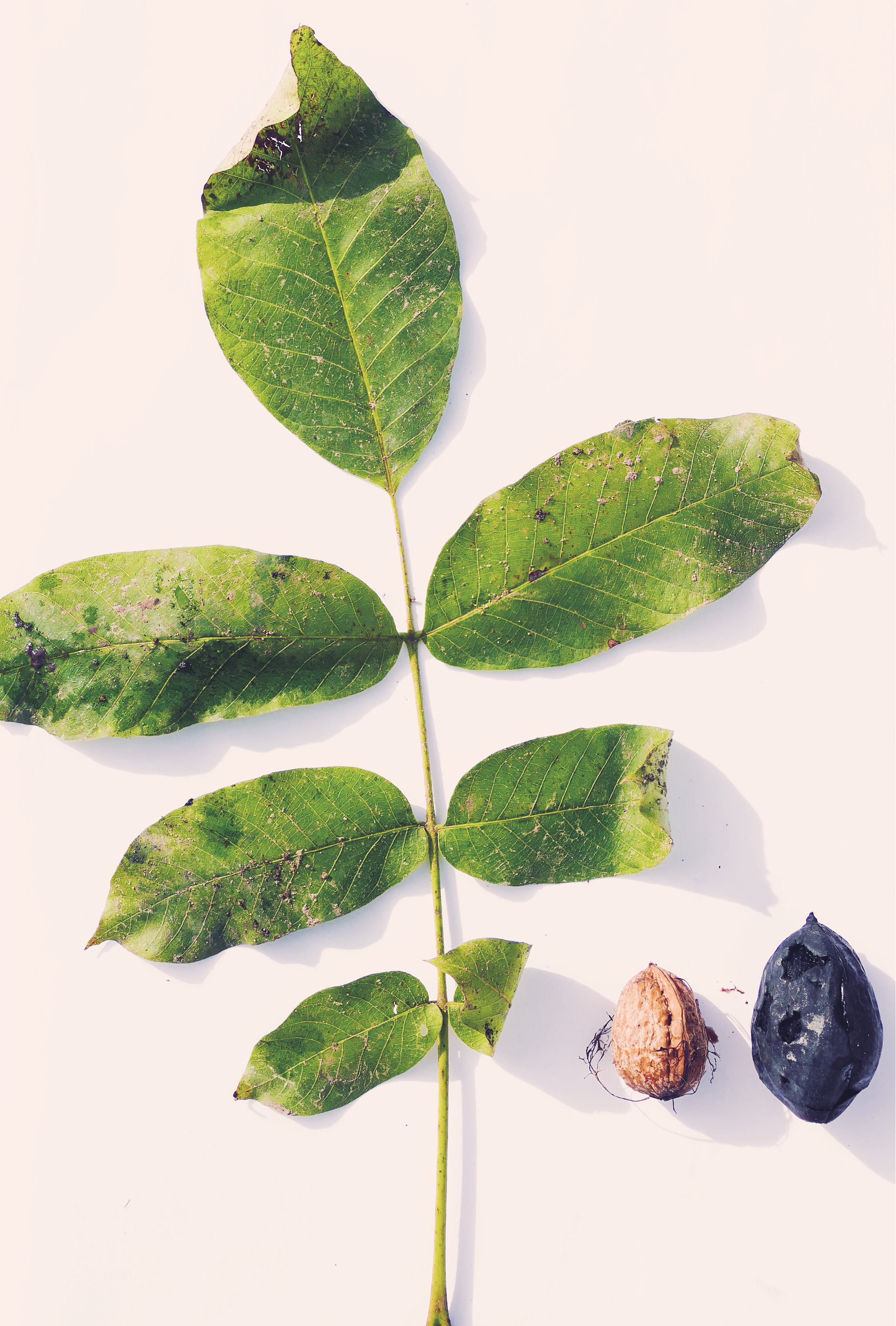 Close-up of green leaf and walnuts on a white surface, perfect for nature themes.