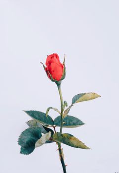 A delicate red rose with green leaves isolated on a pure white background, perfect for romantic themes.