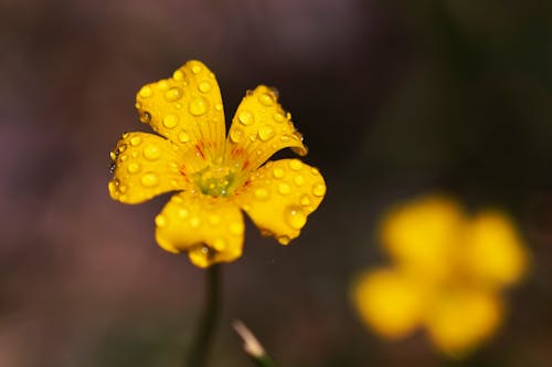 Yellow Flower with Water Droplets