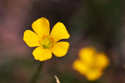 Free Yellow Flower in close Up Photography Stock Photo