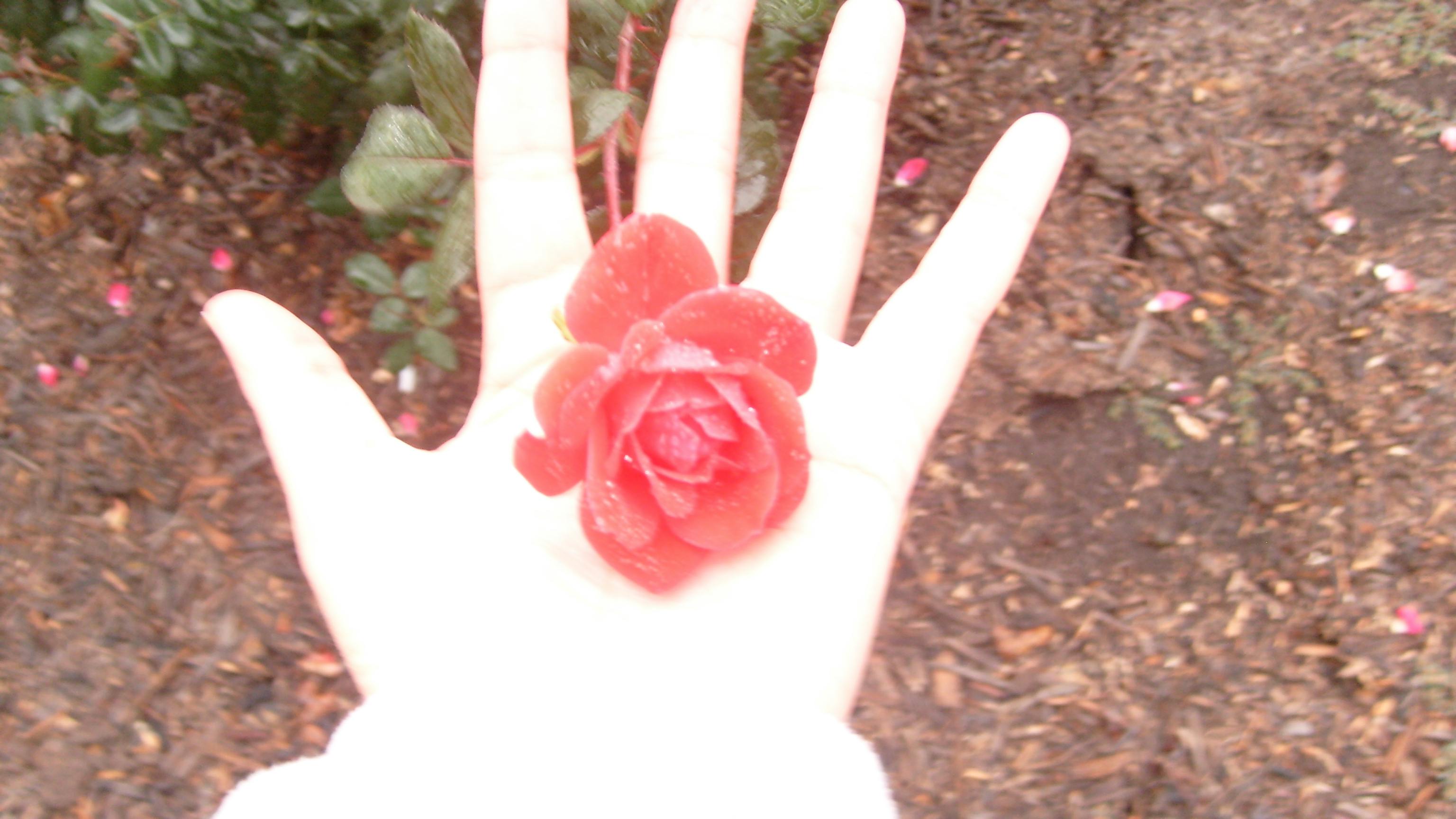 Free stock photo of hand, Pink Rose