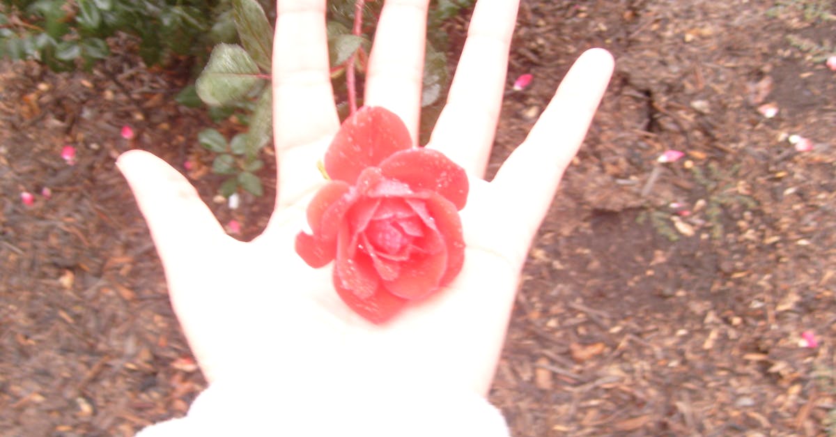 Free stock photo of hand, Pink Rose