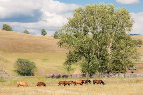 Herd of Horses on a Grassy Field