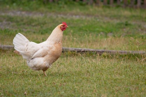 Free A domestic hen roaming freely on a grassy farm field, illustrating rural life. Stock Photo