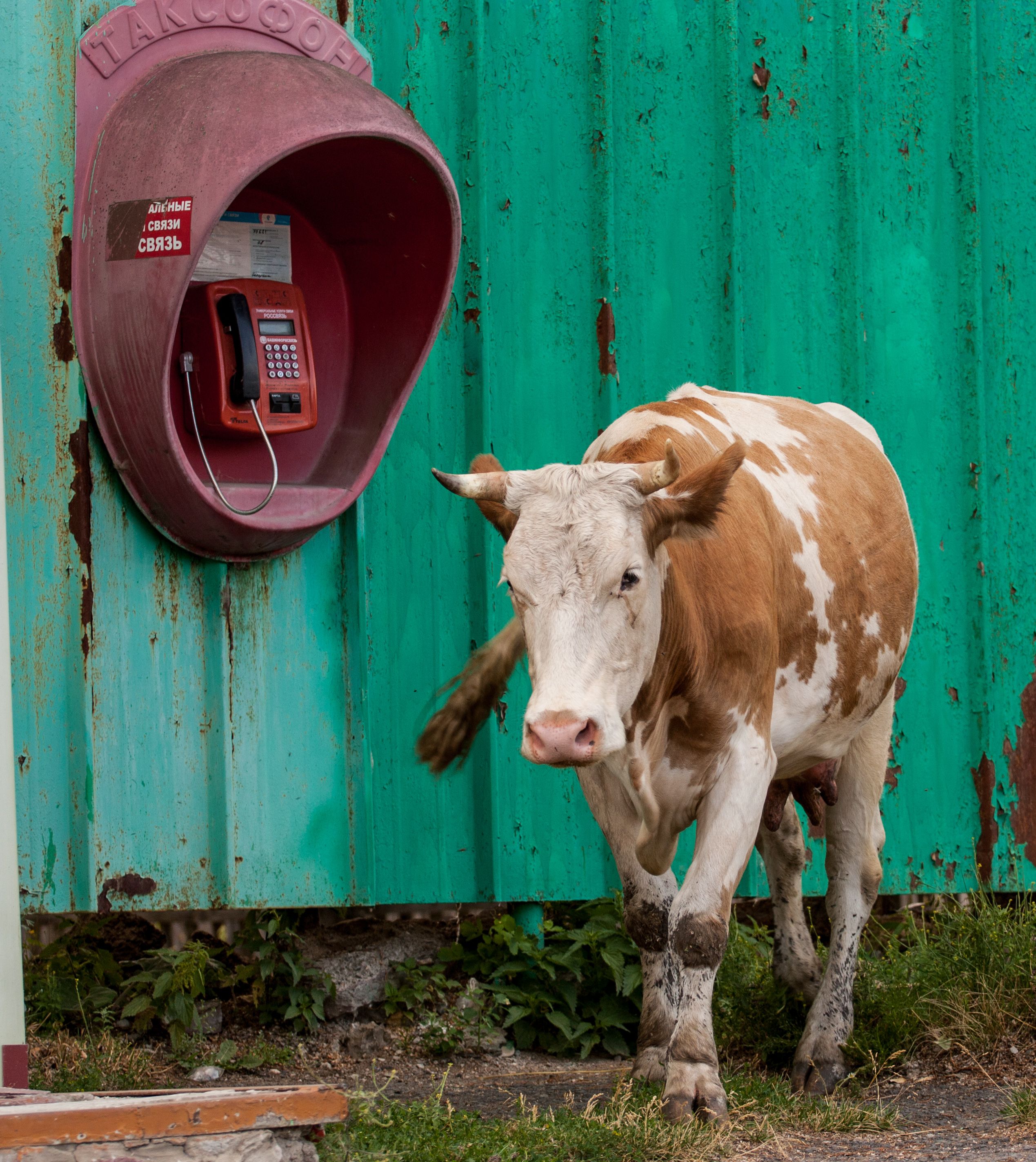 A Brown Cow on a Grassy Field · Free Stock Photo