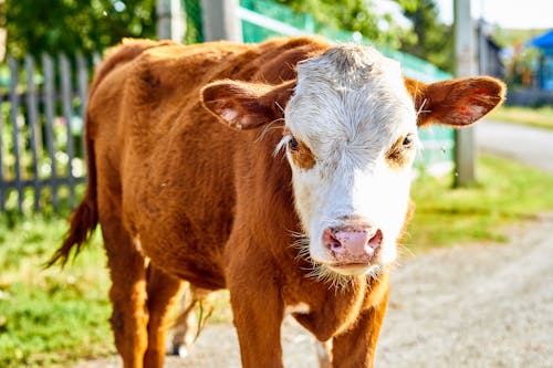 Close-Up Shot of a Brown Cow 