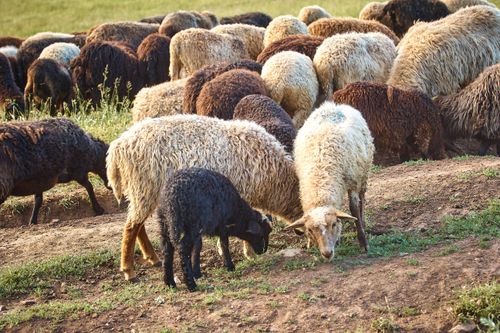 Free A diverse flock of sheep grazing lush grass in a peaceful pastoral setting. Stock Photo