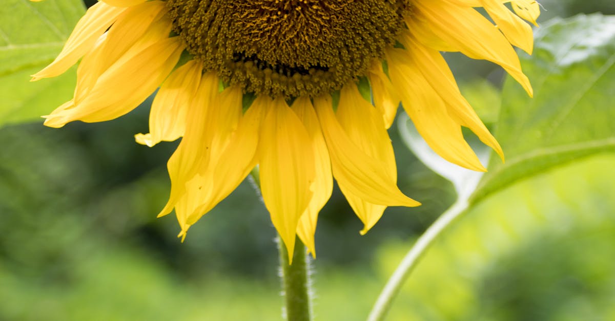 Free stock photo of flower, smiling, sunflower