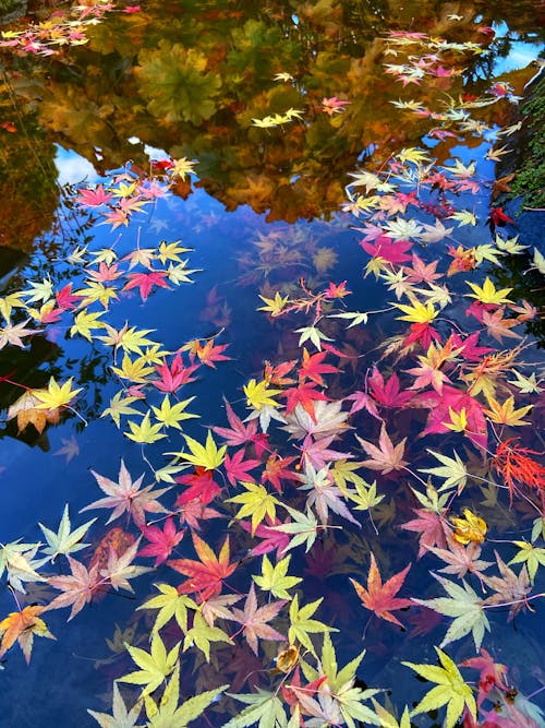 Gratis Fotos de stock gratuitas de agua, arce, color de otoño Foto de stock
