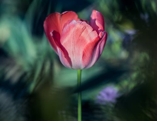 Foto stok gratis bagus, bunga merah, bunga tulip