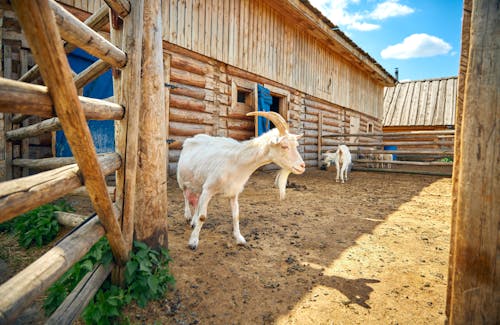 White Goats in a Wooden Cage