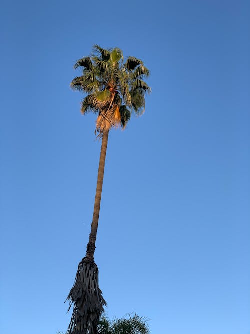 Free stock photo of blue sky, palm tree Stock Photo