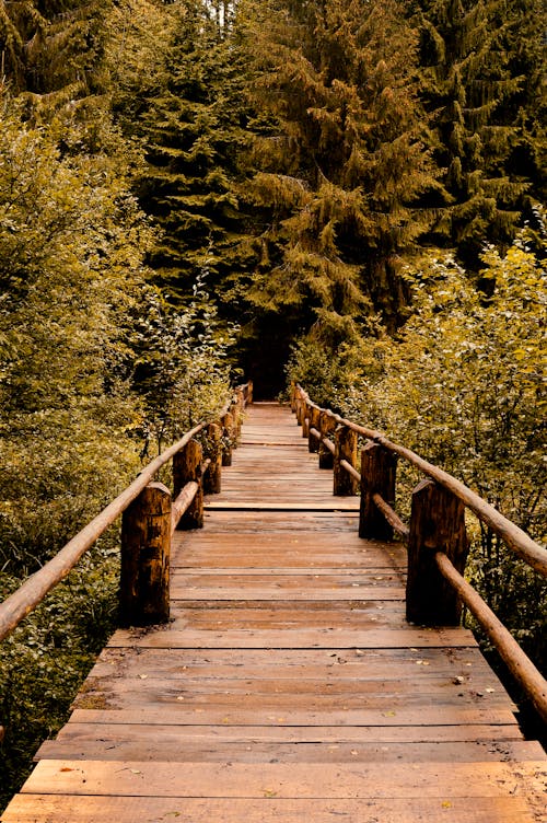 Wooden Walk Bridge in the Forest