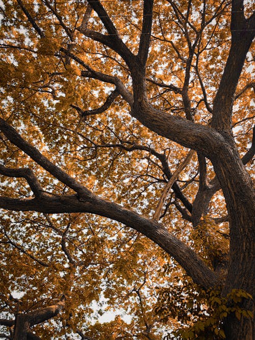 Foto d'estoc gratuïta de arbre, gran arbre, medi ambient