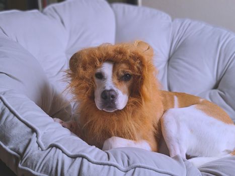 Brown and White Short Coated Dog on White Textile