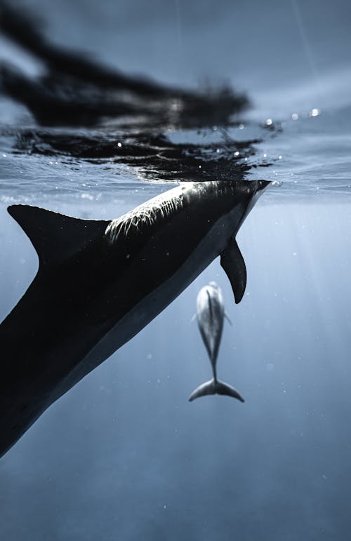 水中的黑鯨
