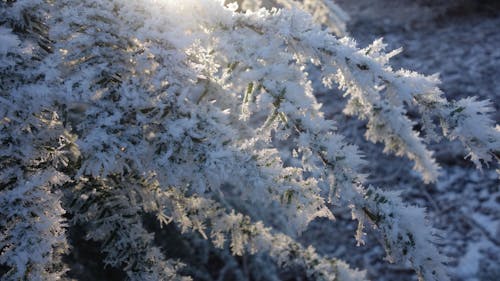 Close-Up Shot of Snow-Covered Tree Branches