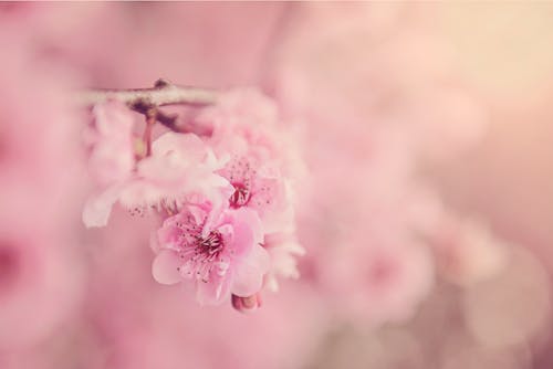 ピンクの桜のセレクティブフォーカス写真