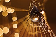 蜘蛛网上的露珠特写图像，在散景灯光的映衬下，营造出神奇的氛围