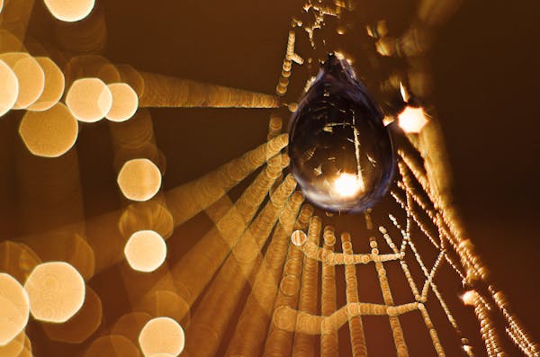 Black spider on web macro photography