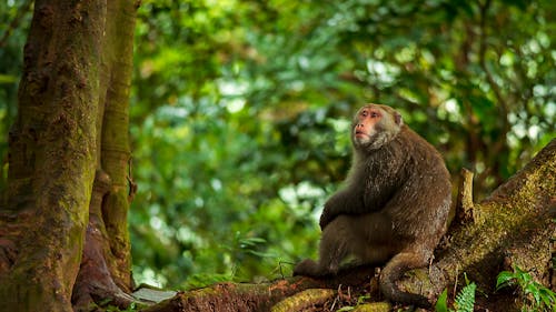 Brown Monkey Sitting on a Tree Branch