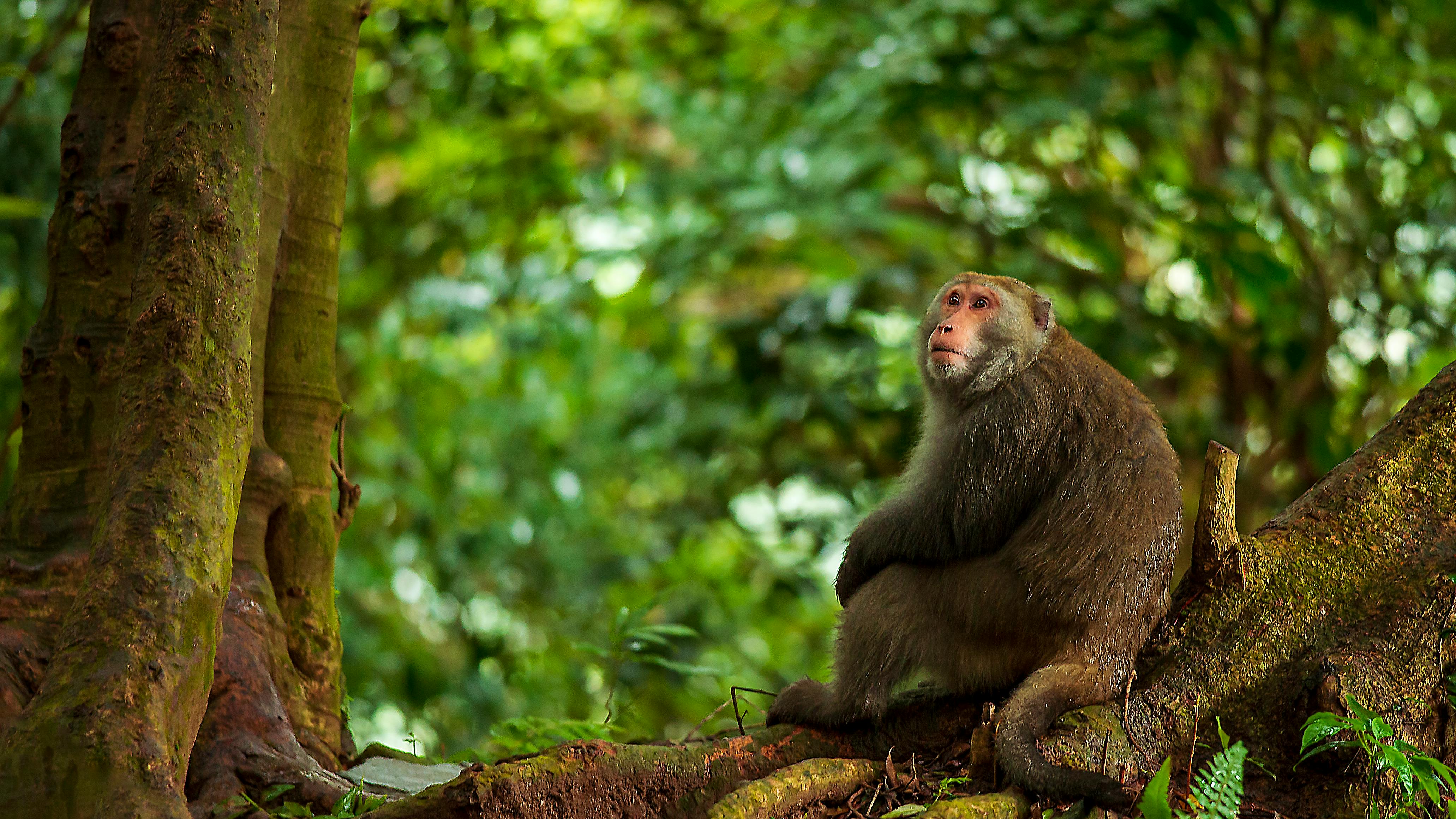 Focus Photo of Red-Handed Tamarin · Free Stock Photo