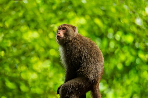 A Close-Up Shot of a Monkey