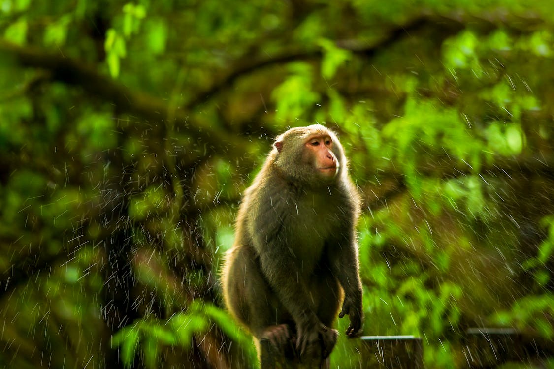 Základová fotografie zdarma na téma detail, fotografování zvířat, opice