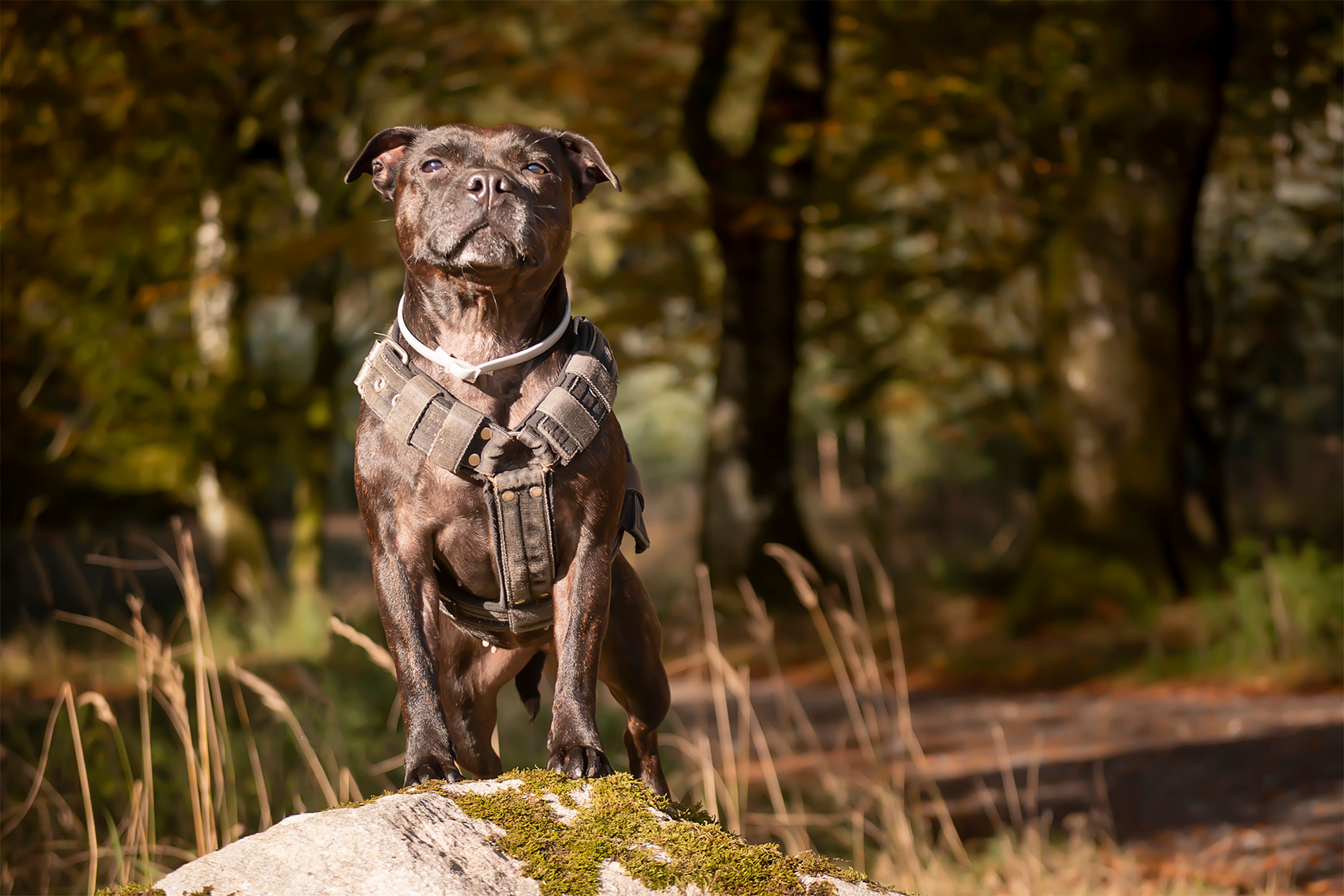 647+ Best Free Harness Stock Photos & Images · 100% Royalty-Free HD ...