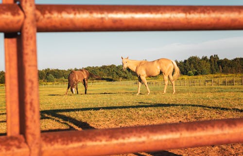 Immagine gratuita di animali della fattoria, animali domestici, campo