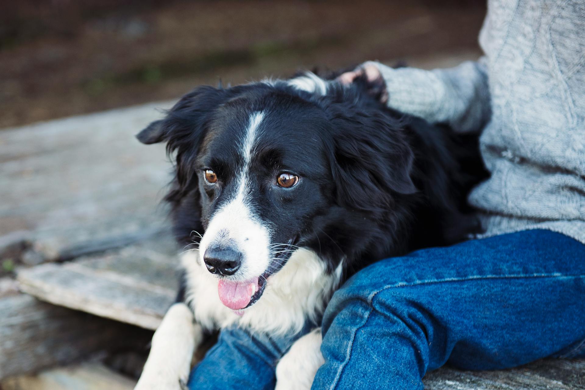 Adult Border Collie on Top of Person's Lap