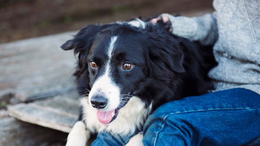 Why Regular Checkups Matter Even for Healthy-Looking Dogs