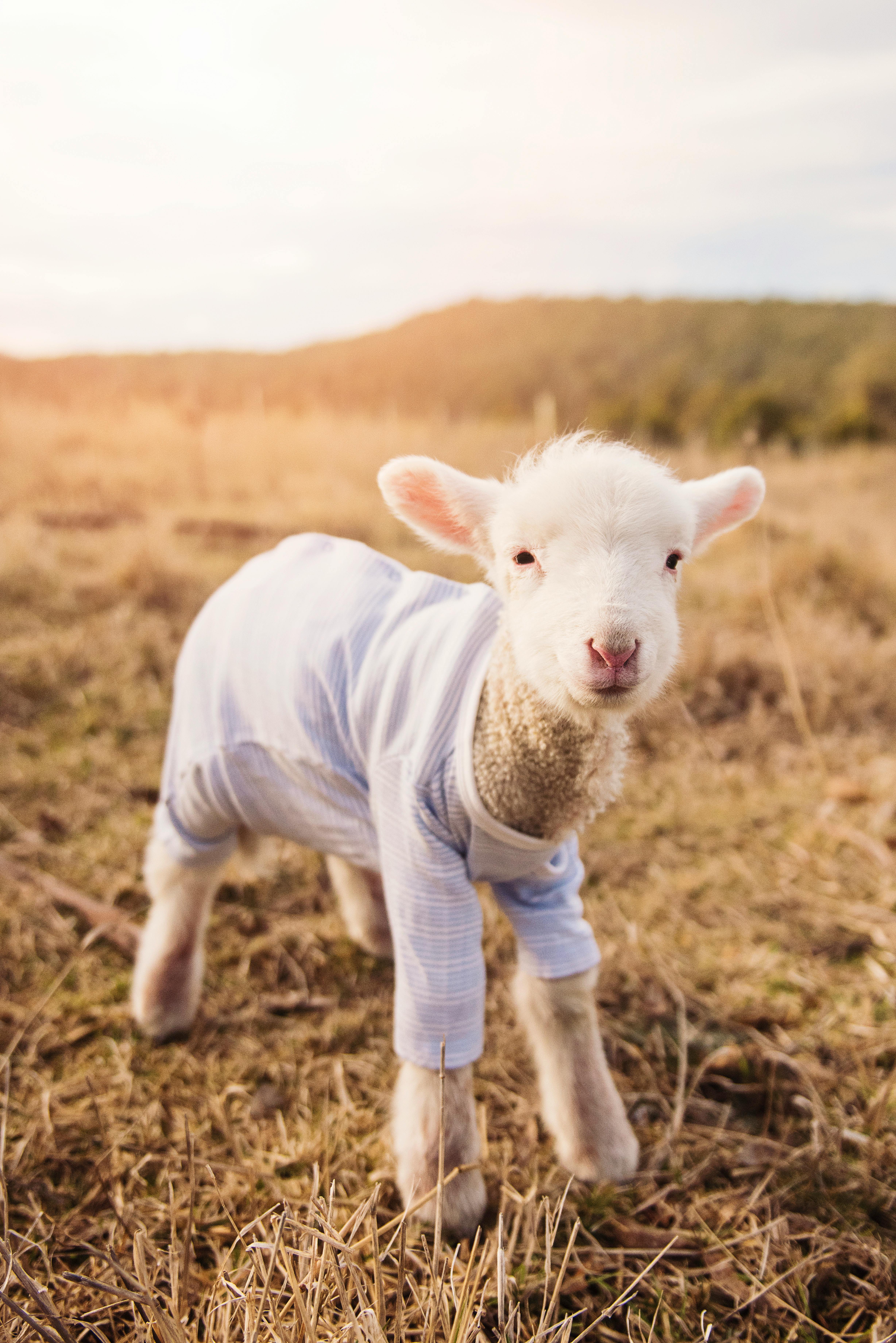 white lamb wearing blue shirt
