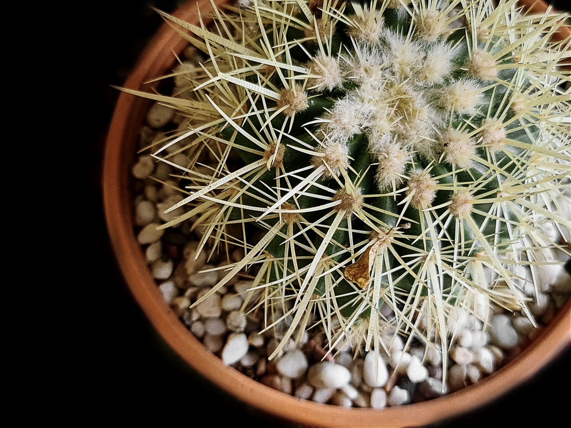 Detailed view of a barrel cactus with prominent spines in a terracotta pot.