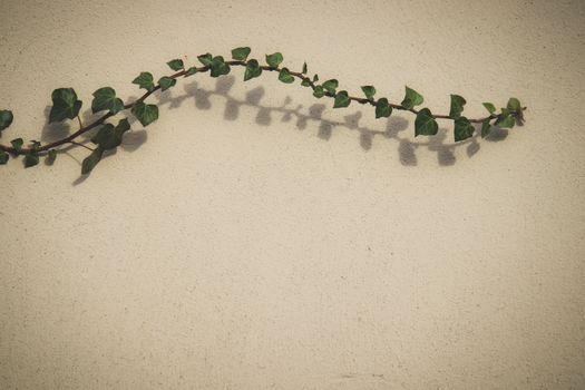 Minimalist photograph of an ivy vine casting shadows on a textured wall, perfect for nature and design themes.