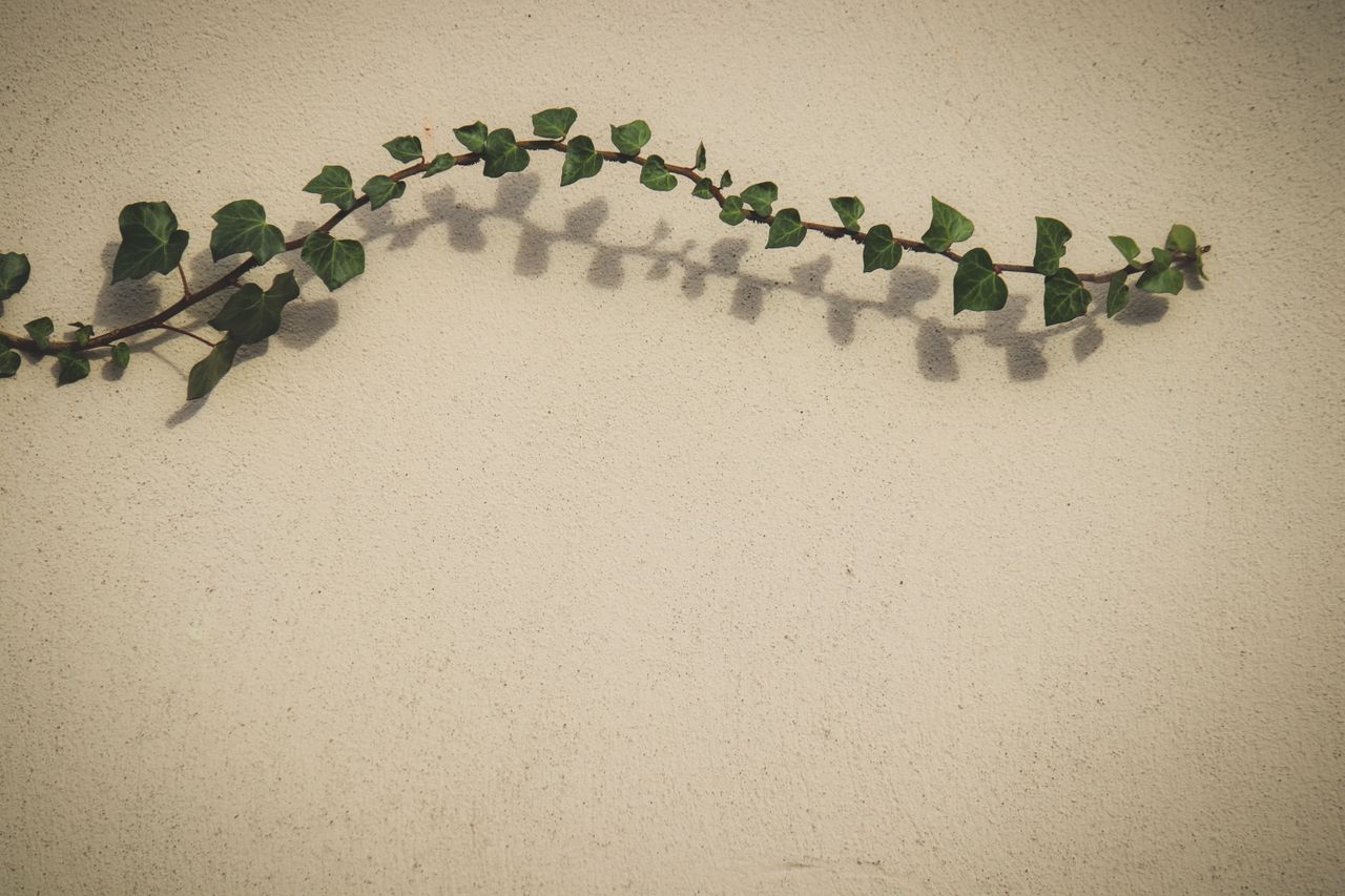 minimalist photograph of an ivy vine casting shadows on a textured wal