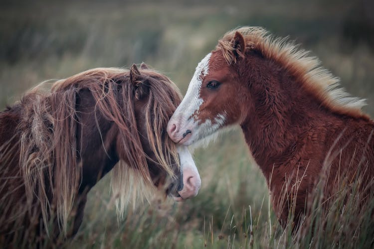 Close Up Of Wild Horses In A Field 