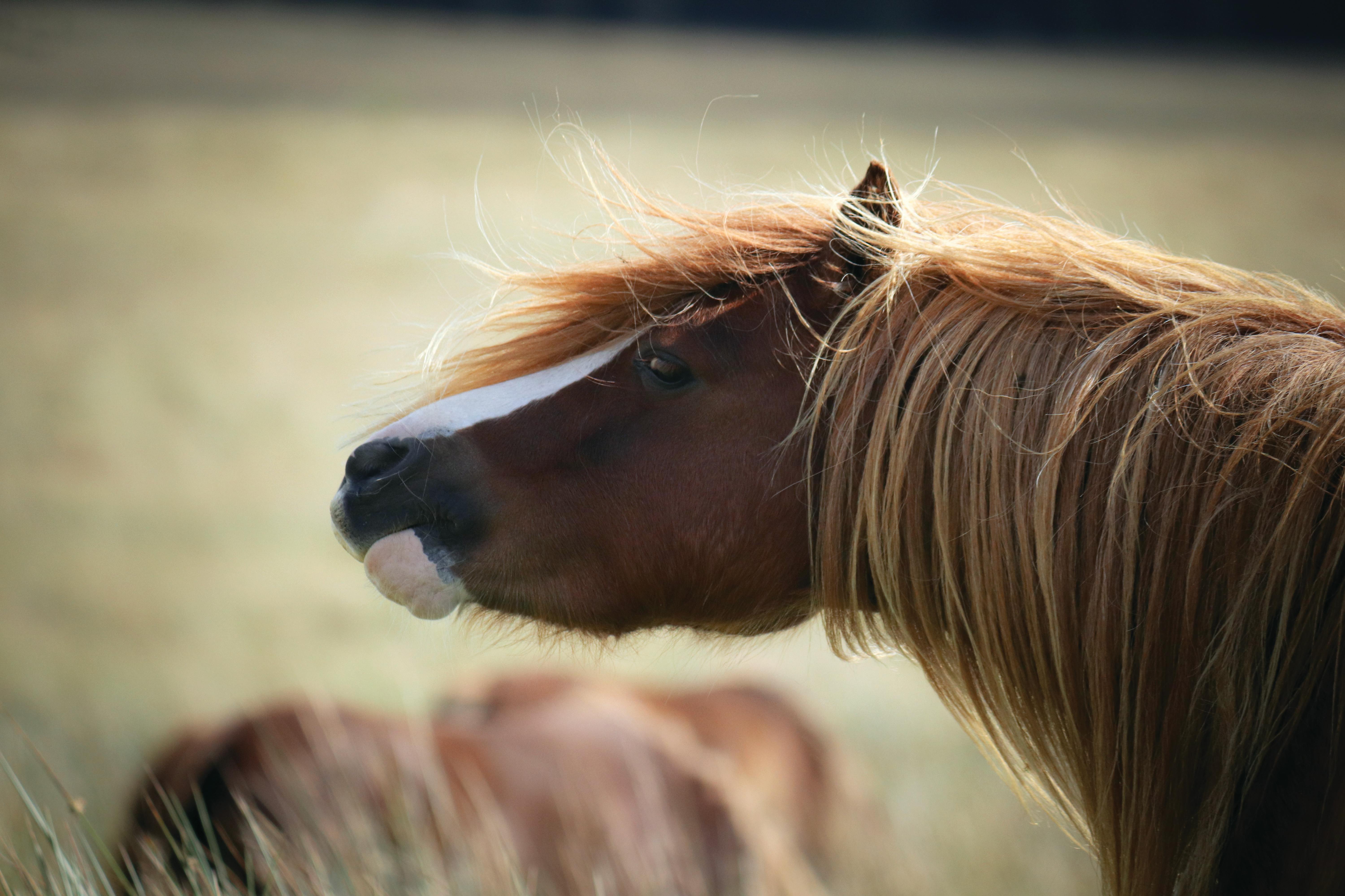 close up of a chestnut horse in a field