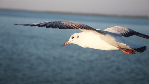 Close Up Photo of a Flying Seagull