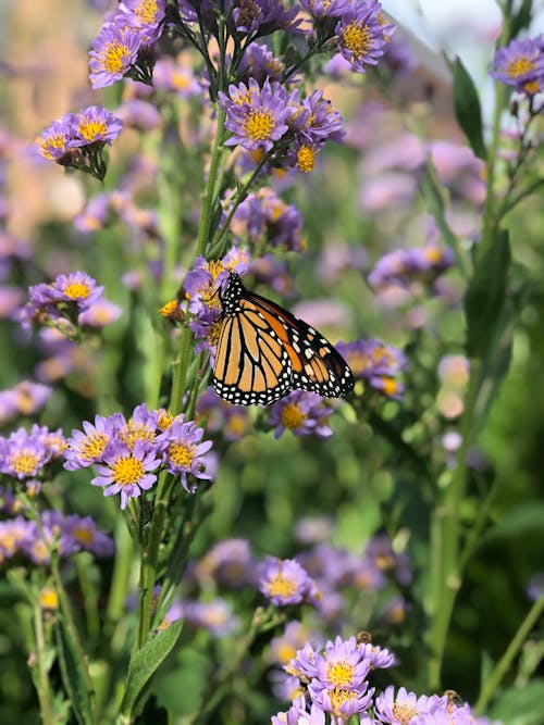 Monarch Butterfly Perched on Purple Flower 