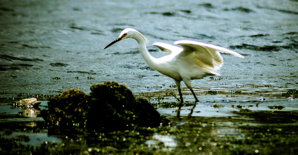 Free stock photo of bird, egret, white egret