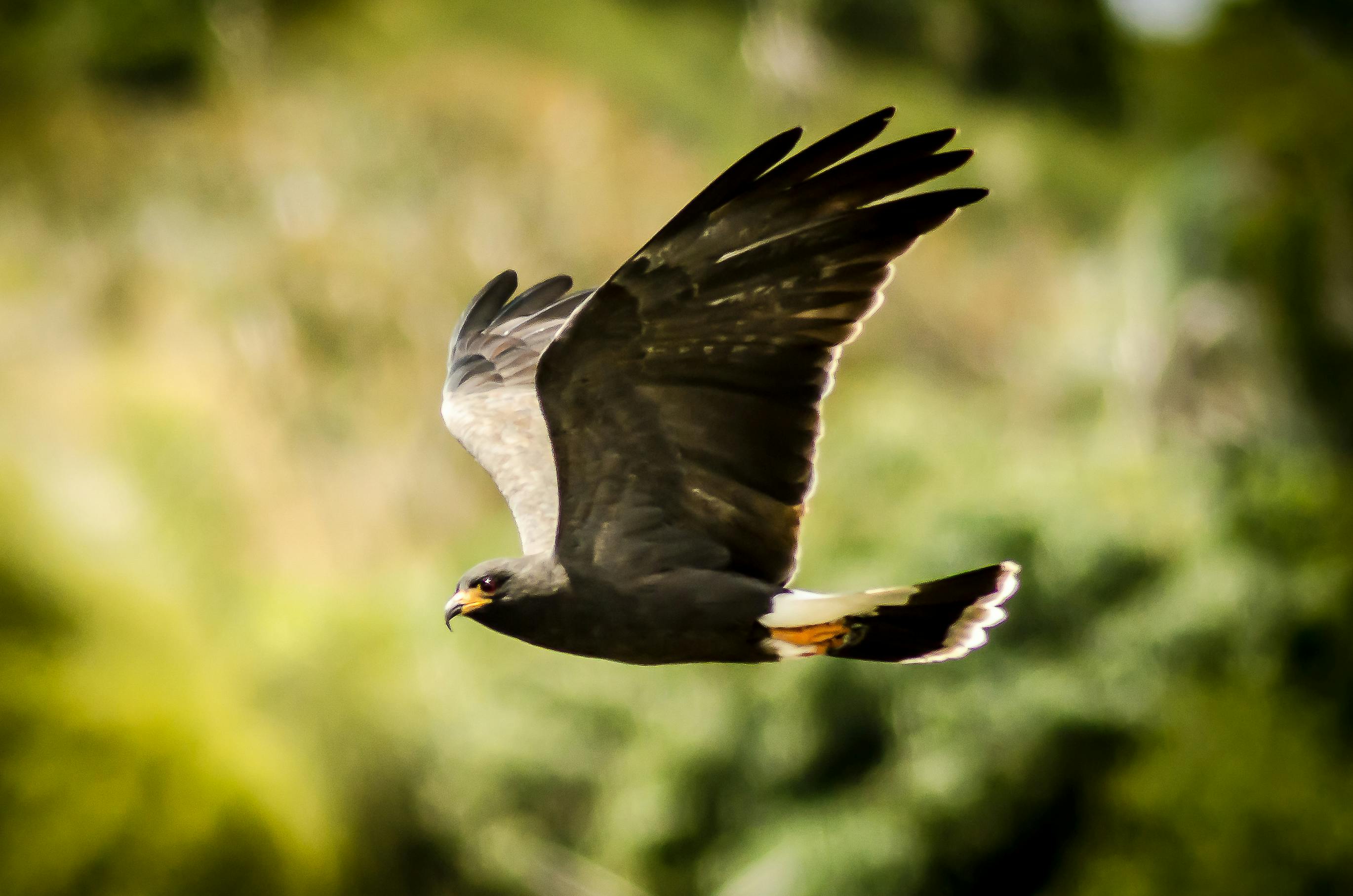 Foto Stok Gratis Tentang Burung Burung Elang Elang