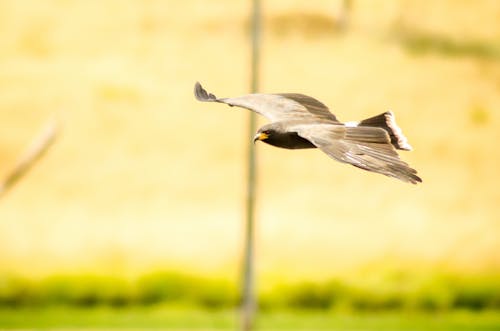 Selective Focus Photography Of Falcon