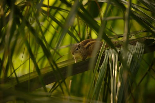 Close-Up Shot of a Squirrel on a Tree Branch